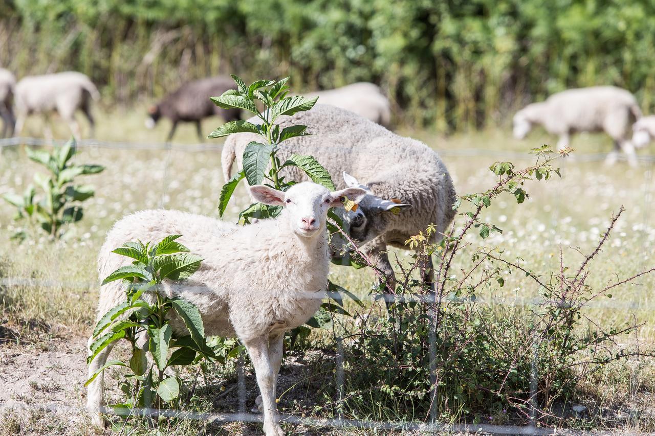 Herdade Da Sanguinheira Vakantieboerderij *